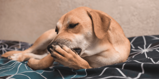 Песик гризе подушечку лапки