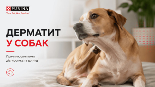 Дерматит у собак