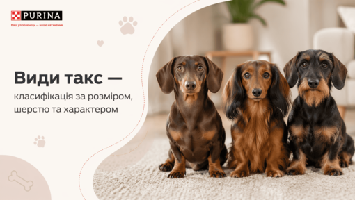 Види такс, три різні породи такс сидять поруч