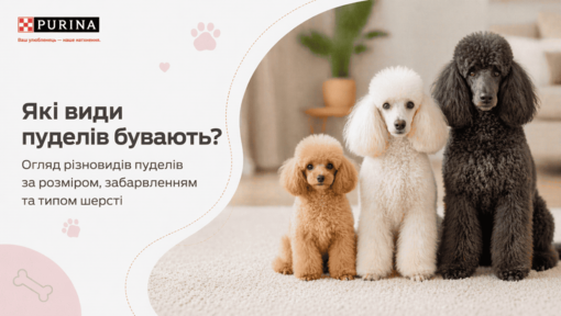 Які бувають види пуделів?
