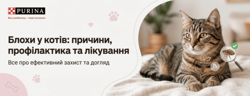 Блохи у котів: причини, профілактика та лікування