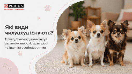 Які види чихуахуа існують?