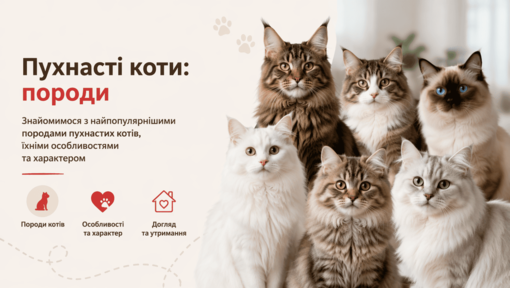 Пухнасті коти: породи