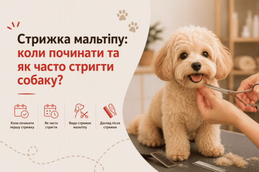 Стрижка мальтіпу: коли починати та як часто стригти собаку?