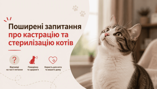 Поширені запитання про кастрацію та стерилізацію котів